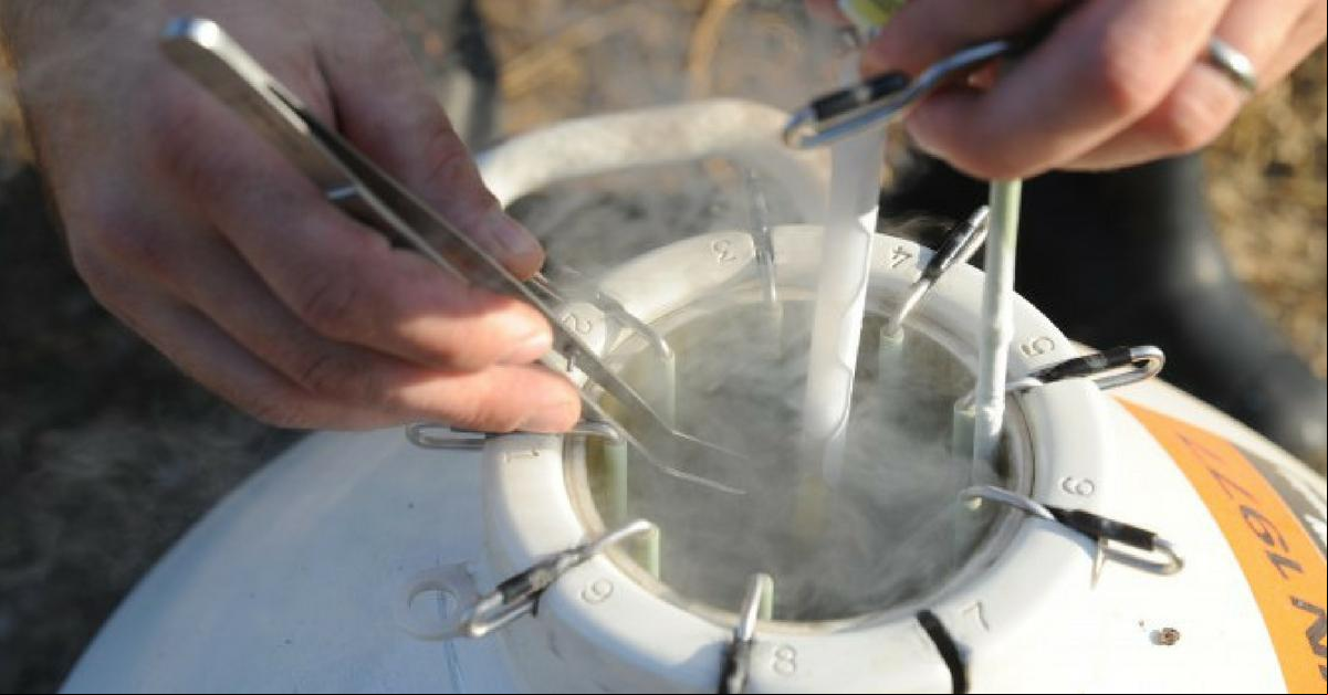 Uberaba foi escolhida pelo potencial no agronegócio e pela estrutura já existente na cidade, onde a empresa mantém uma central de biotecnologia e difusão que recebe mais de 12 mil visitantes por ano (Foto/Reprodução)