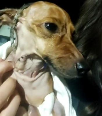 Rhana ou por uma traqueostomia e precia de cuidados agora (Foto/Reprodução)